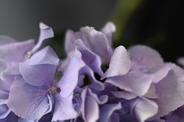 unusual purple hydrangea, flower in macro photography