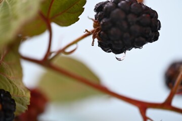 A berry from a summer garden in a macro shot