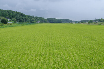 牛久に広がる田んぼの風景