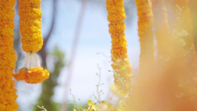 Marigold flowers wedding decor. Hanging vertically yellow flower garlands. Marigold flowers in garden blown by the wind. Indian traditional ceremony venue decoration