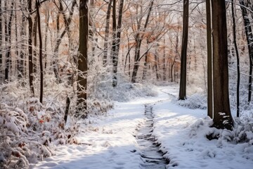 Snowy Forest Trail