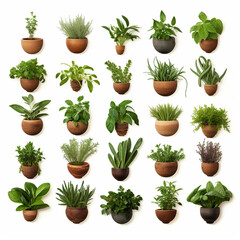 Collection and sets of various indoor fresh house plants in pots and vases against a white wall. Home garden banner