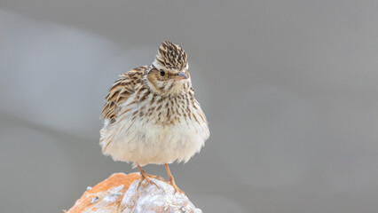 Real wild life bird photographs i took in Türkiye.
