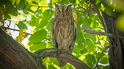 Real wild life bird photographs i took in Türkiye.