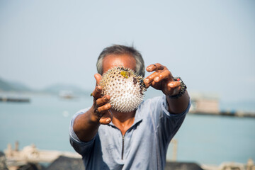 Fisherman displaying an inflated puffer fish on the island of Ko Yao in southern Thailand.
