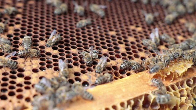 Beekeeping or apiculture concept video. Worker bee birth 4k video. A worker bee emerging from the honeycomb cell.