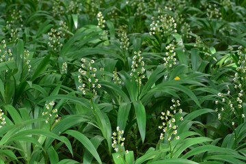 Obraz premium Fresh green leaves for background