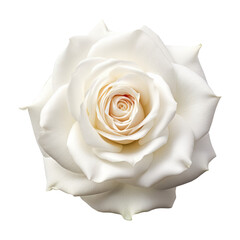 Beautiful single rose flower isolated on white background.