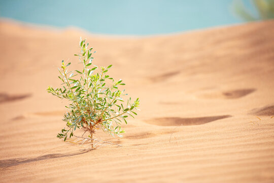 The plant sprouted on the sand in the desert. Sand dunes of the United Arab Emirates. © Vera