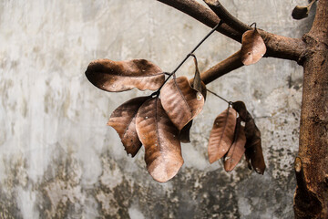 A bunch of dry leaves on a gray wall background. Empty gray wall. Empty area. Autumn. Wallpapers...