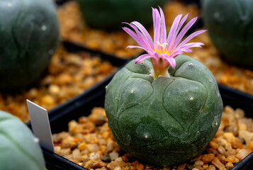 Mammillaria Benneckei, a type of cactus with hook spines There is a tuberous propagation. Clump together into a group. Blooming flowers are pink cactus flowers.