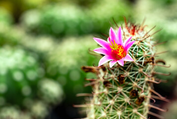 Mammillaria Benneckei, a type of cactus with hook spines There is a tuberous propagation. Clump together into a group. Blooming flowers are pink cactus flowers.