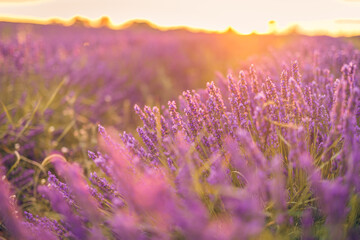 Obraz premium Closeup bright pink purple blooming flowers. Sunset sky over a summer lavender field. Provence, France. Dream landscape, summer serenity. Sunset light, rays over floral meadow field. Amazing nature 