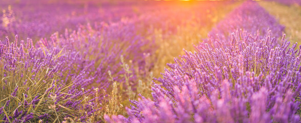Closeup bright pink purple blooming flowers. Sunset sky over a summer lavender field. Provence,...