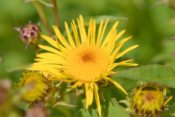 Close up photo of beautiful yellow flowers