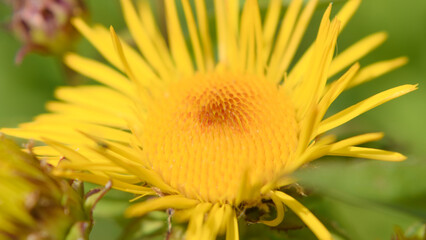 Close up photo of beautiful yellow flowers