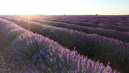 Blooming lavender fields with blue lavender flowers in summer Spain. Farm for the production of lavender oil. Aerial view from a drone.