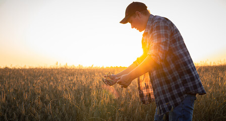 At sunset, a male farmer will check the ripeness of the wheat in the field. The farmer evaluates...