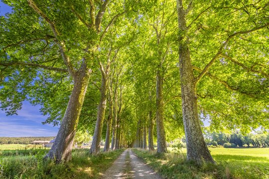 Green trees alley nature. Tunnel like avenue of Plane trees lined, rural countryside road path. Dream fantasy landscape, south France Provence scenery. Natural woods scenic, tranquil travel background