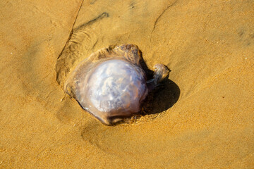Dead jellyfish washed away by the tide on La Barrosa beach, Sancti Petri, Cadiz, Spain