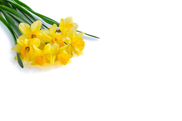 beautiful yellow flowers daffodils on a white background