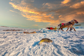 Horses pulling sleigh in winter , Cildir Lake, Kars
