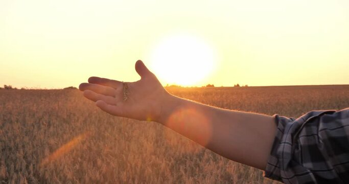 At sunset, the farmer evaluates the maturity of the spikelets of wheat. In a beautiful golden wheat field, a man holds an ear in his hand. Harvesting concept.