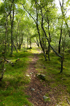 Woodland Path