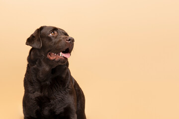 Cute beautiful brown dog, labrador looking away isolated on beige background, copy space....