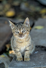A striped cat sitting and looking