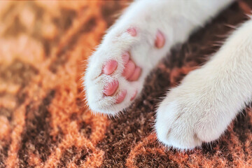 Paws of a kitten on the background of a wool blanket.