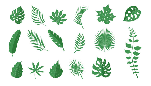 Colorful hand drawn collection of tropical leaves vector illustration