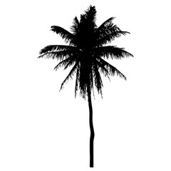 palm tree silhouette