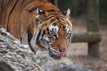 Hungry Tiger