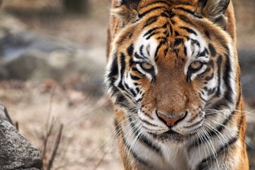 portrait of a tiger