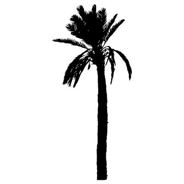 Palm Tree Silhouette