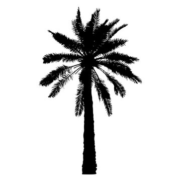 Palm Tree Silhouette