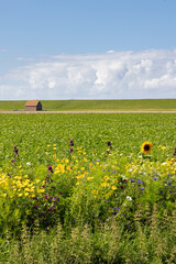 Agricultural field with floral edges in Pieterburen Het Hogeland in north Groningen in The Netherlands - obrazy, fototapety, plakaty