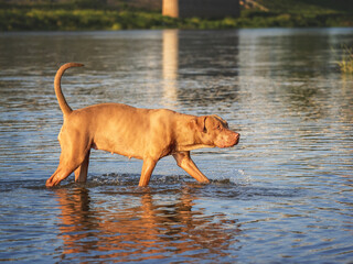 Cute dog swimming in the river on a clear, sunny day. Closeup, outdoors. Day light. Concept of care, education, obedience training and raising pets