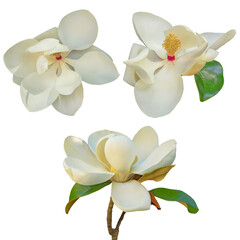 Beautiful white flowers of magnolia tree, isolated on white. Magnolia grandiflora