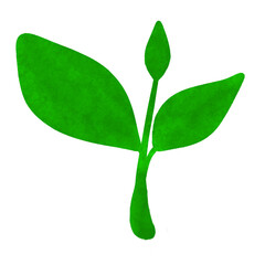 green leaf isolated on white background