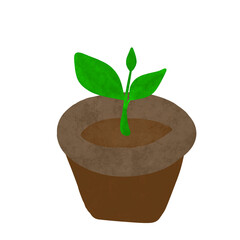 Plant in a pot