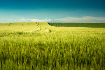 Minimalist landscape with barley field and blue sky view