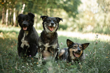 Three dogs sit in the grass