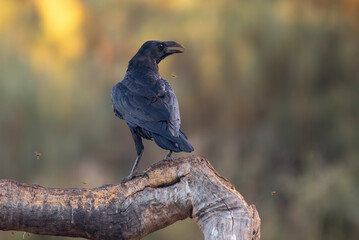 raven perched on a log with unfocused background