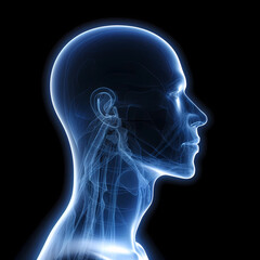 Obraz premium x-ray of a person, the structure of the human insides inside. AI Generated.
