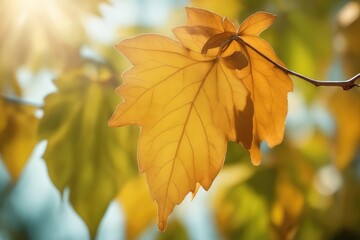 Obraz premium autumn leaves on a tree