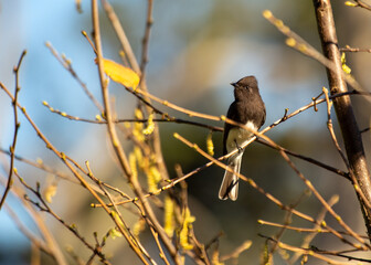 Graceful Black Phoebe (Sayornis nigricans)