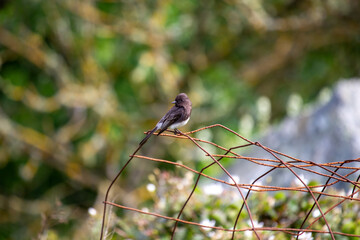 Graceful Black Phoebe (Sayornis nigricans)