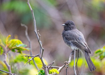 Graceful Black Phoebe (Sayornis nigricans)